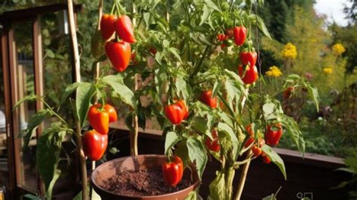 How do you grow rocoto chilli?