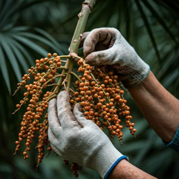 How do you harvest saw palmetto?