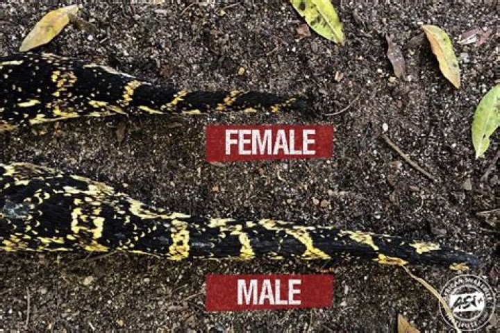 How do you identify a collotype?