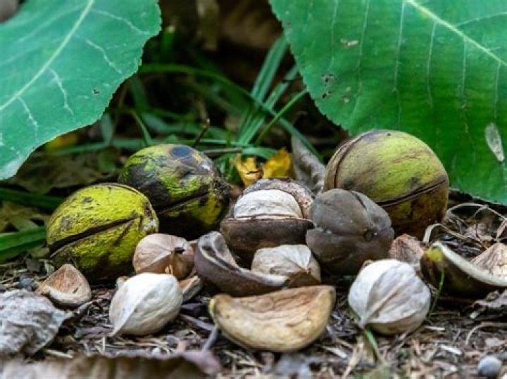 How do you identify hickory nuts?