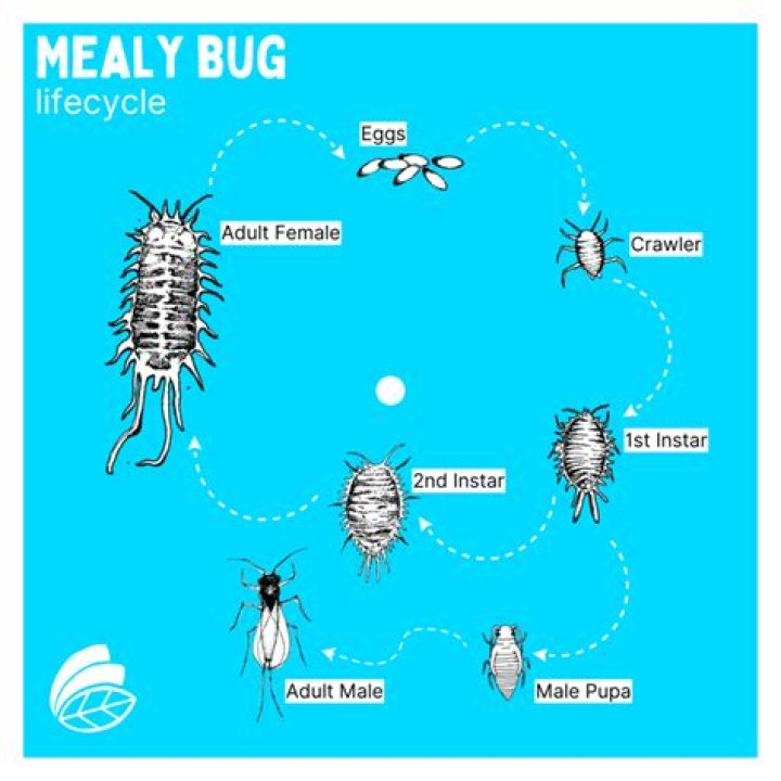 How do you identify mealybugs?