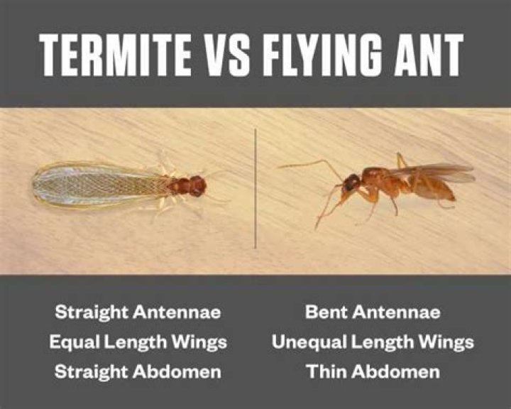 How do you identify winged termites?