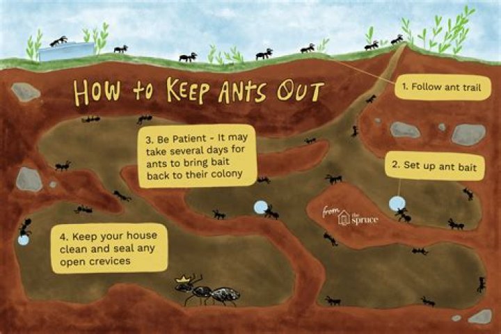 How do you keep ants away from oranges?