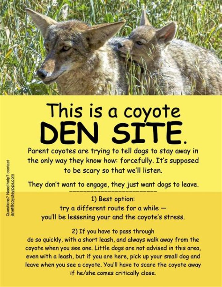 How do you know if you have a coyote den?