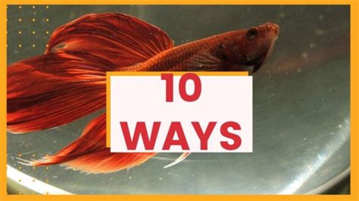 How do you know when a betta fish is dying?