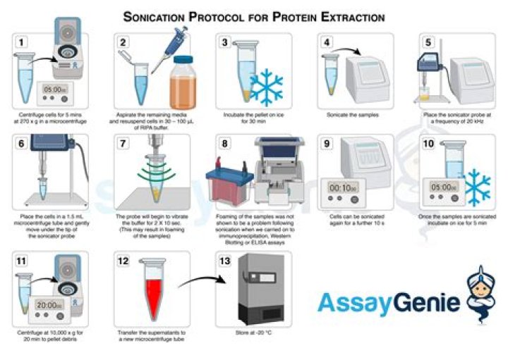How do you Lyse bacterial cells for protein extraction?