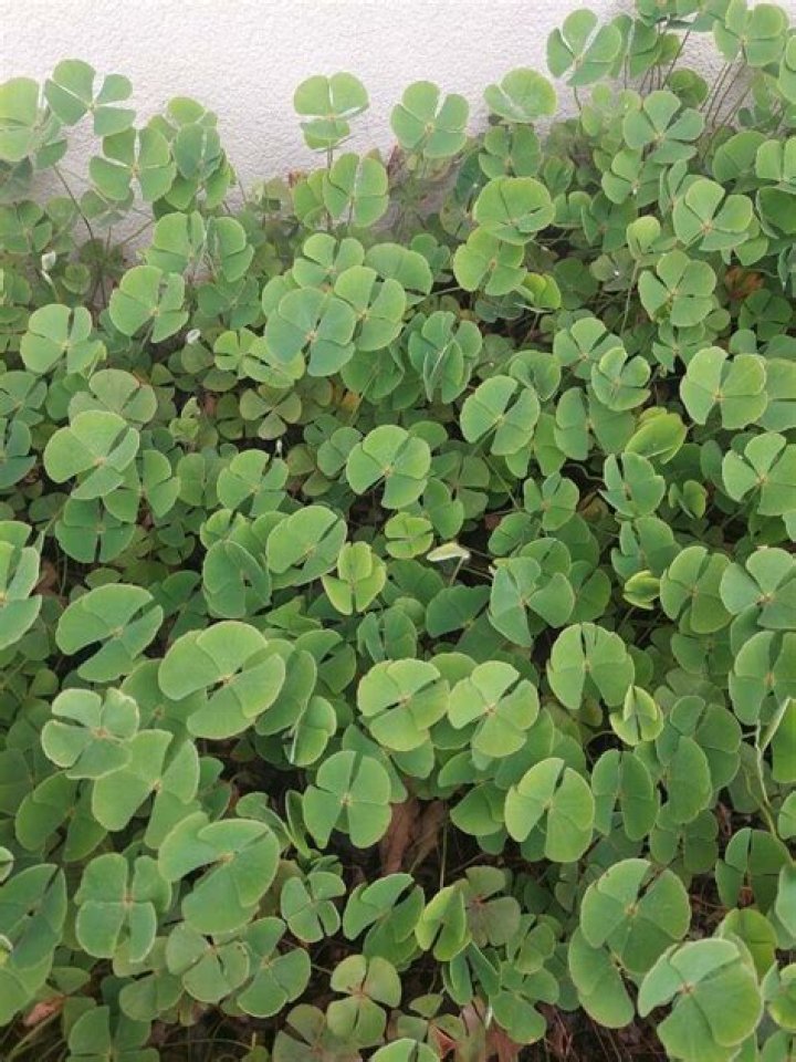 How do you plant marsilea Quadrifolia?
