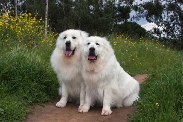 How do you potty train a Great Pyrenees puppy?