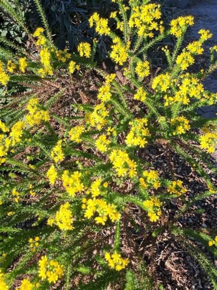 How do you propagate Euryops?