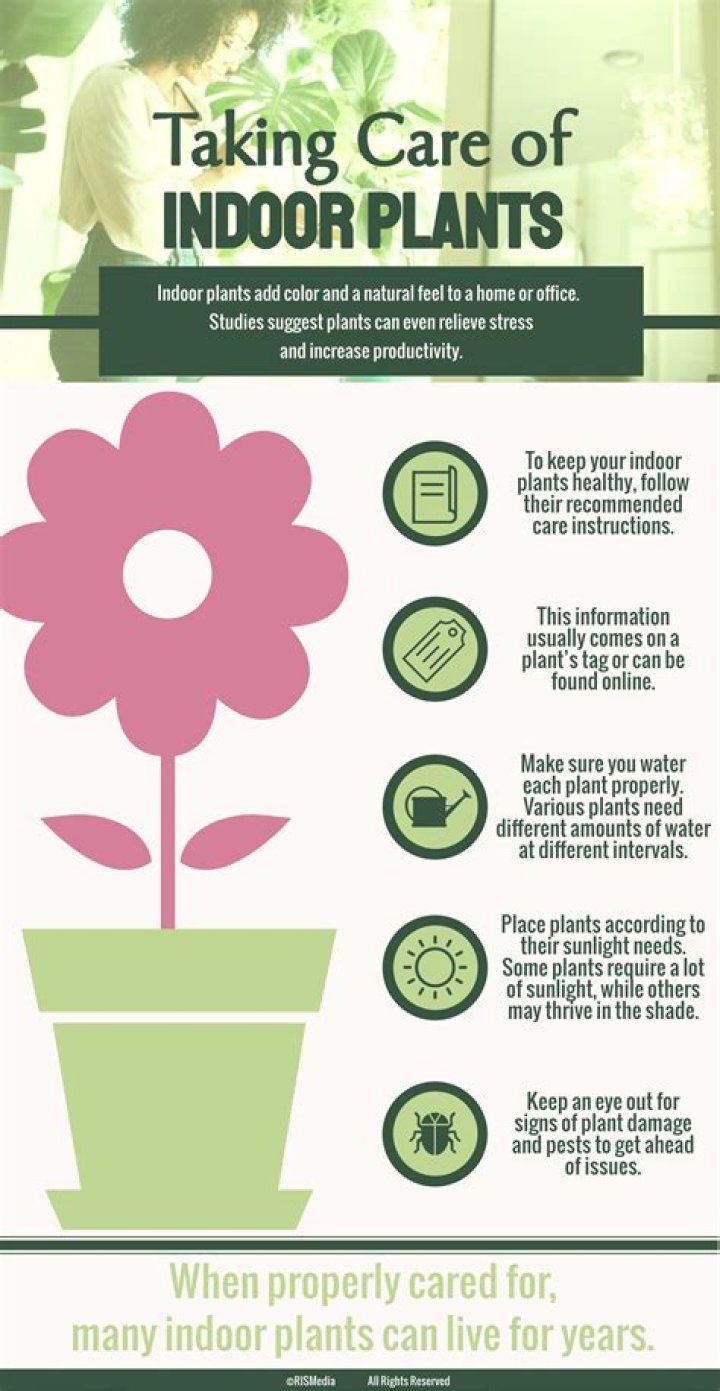 How do you take care of a candle plant?