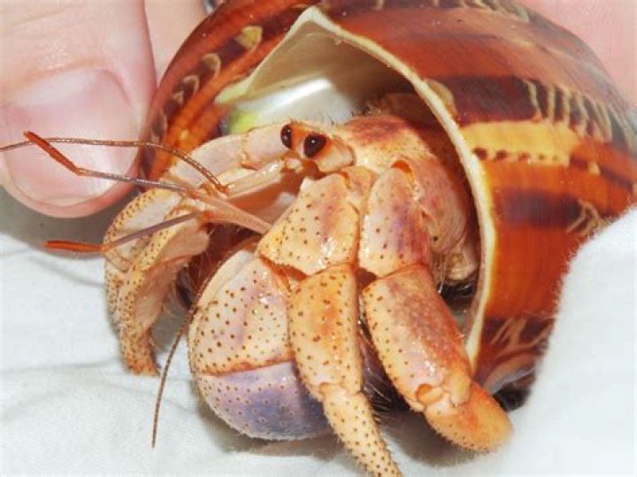 How do you take care of a molting hermit crab?