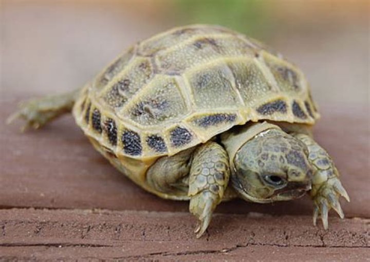 How do you take care of a Russian tortoise hatchling?