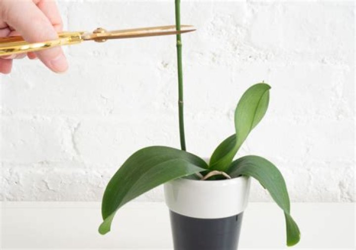 How do you take care of an indoor orchid plant?