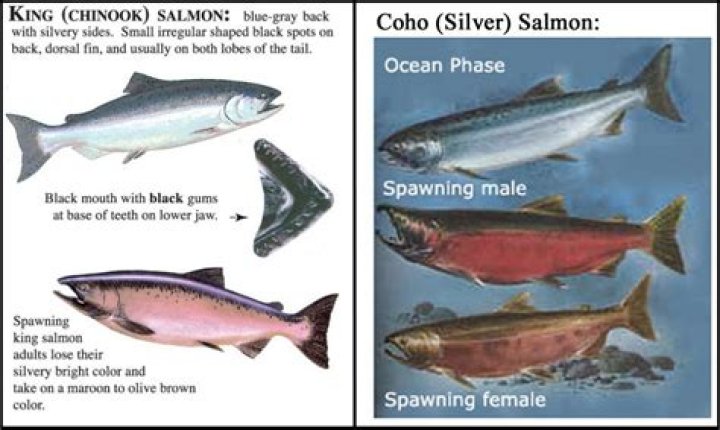 How do you tell if a salmon is spawning?