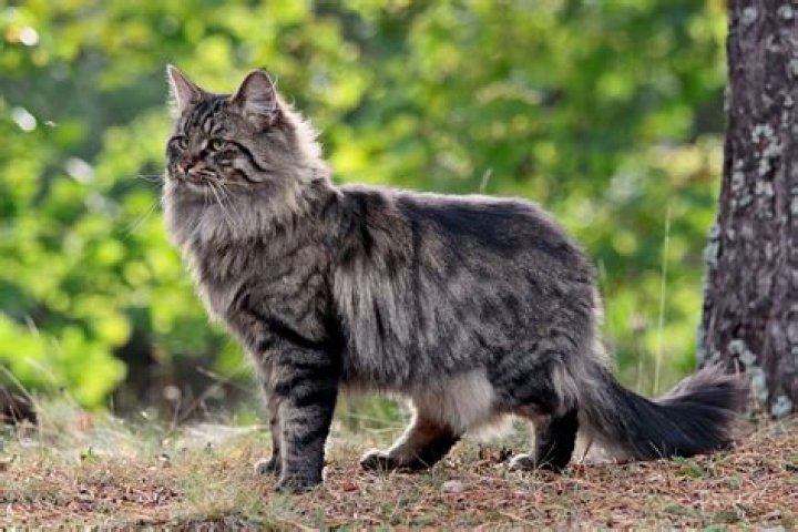 How do you tell if your cat is a Norwegian Forest Cat?