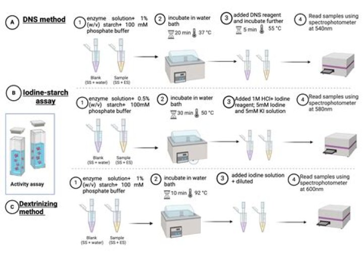 How do you test enzymatic activity?