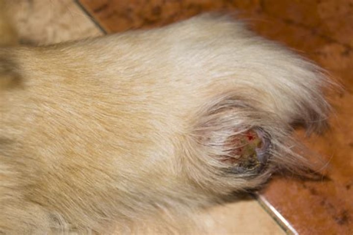 How do you treat a weeping cyst on a dog?