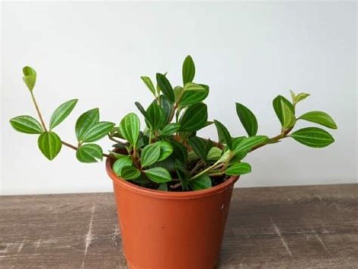 How do you treat Angulata Peperomia?