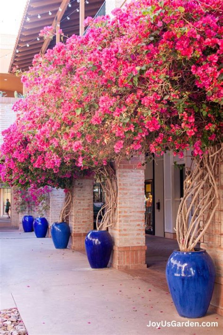 How do you treat blight bougainvillea?