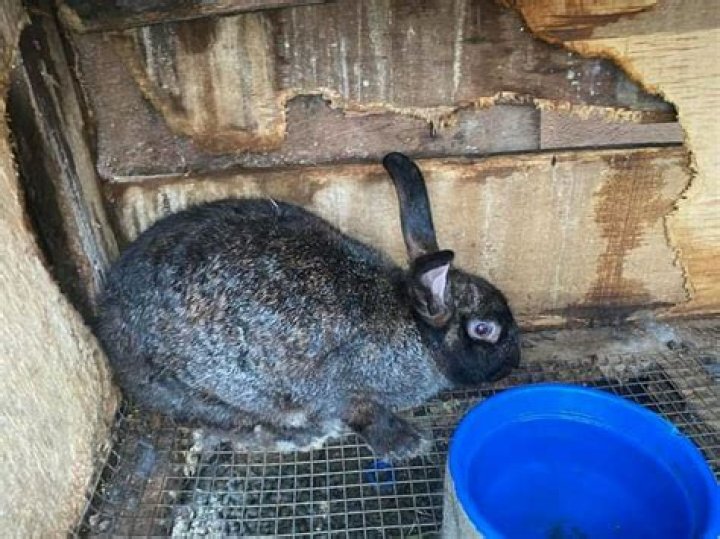 How do you treat bloat in young rabbits?