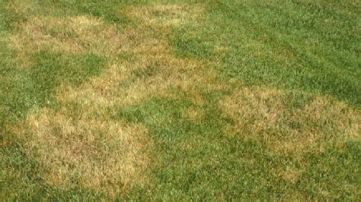 How do you treat brown patches in Zoysia grass?