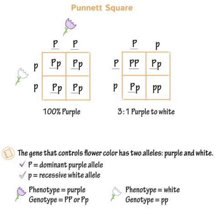 How do you use Punnett square to find the genotype?