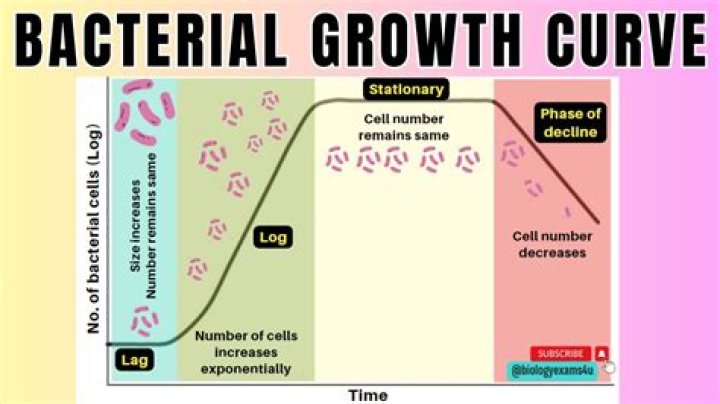How does bacteria grow in petri dishes?