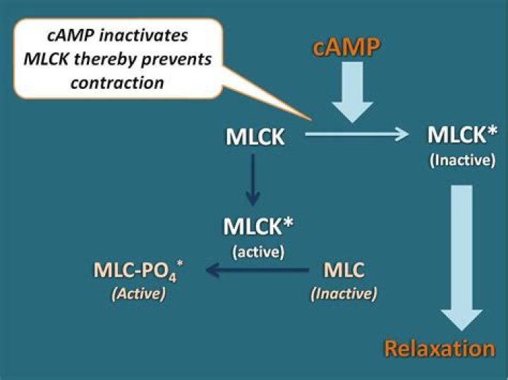 How does cAMP inhibit calcium?