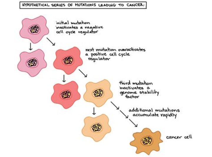 How does cancer relate to the cell cycle?
