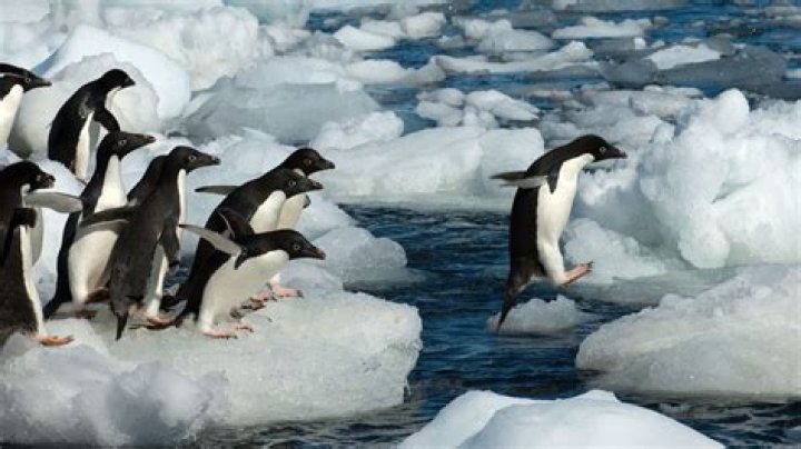 How does climate change affect king penguins?
