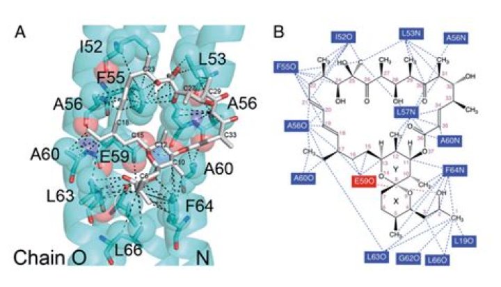 How does Oligomycin affect ATP?