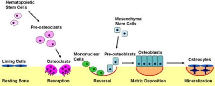 How does osteoclast resorb bone?