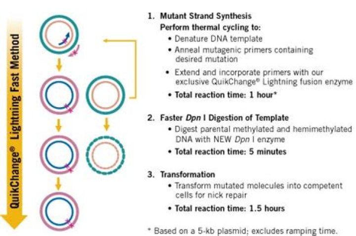 How does QuikChange mutagenesis work?