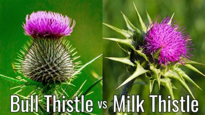 How does Russian thistle spread?