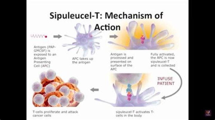 How does sipuleucel work?