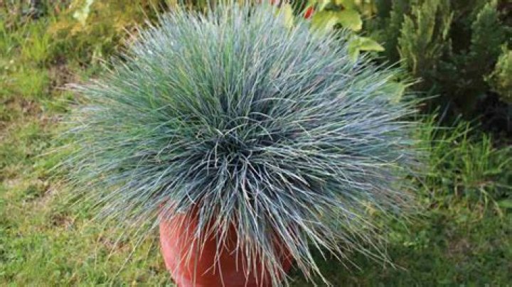 How far apart do you plant blue fescue?