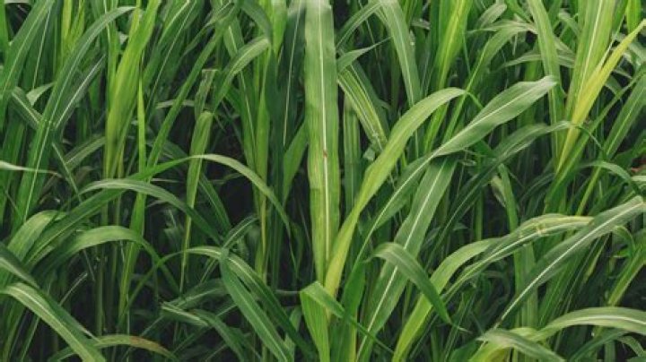 How fast does Sudangrass grow?