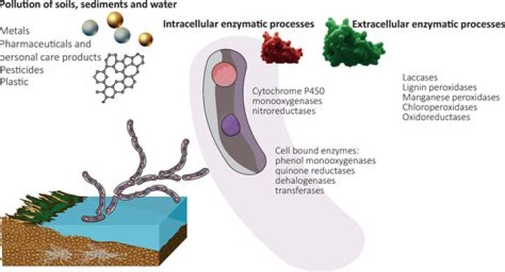 How fungi are related to pollution?
