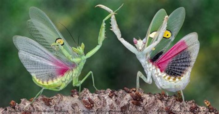 How good is Mantis Vision?