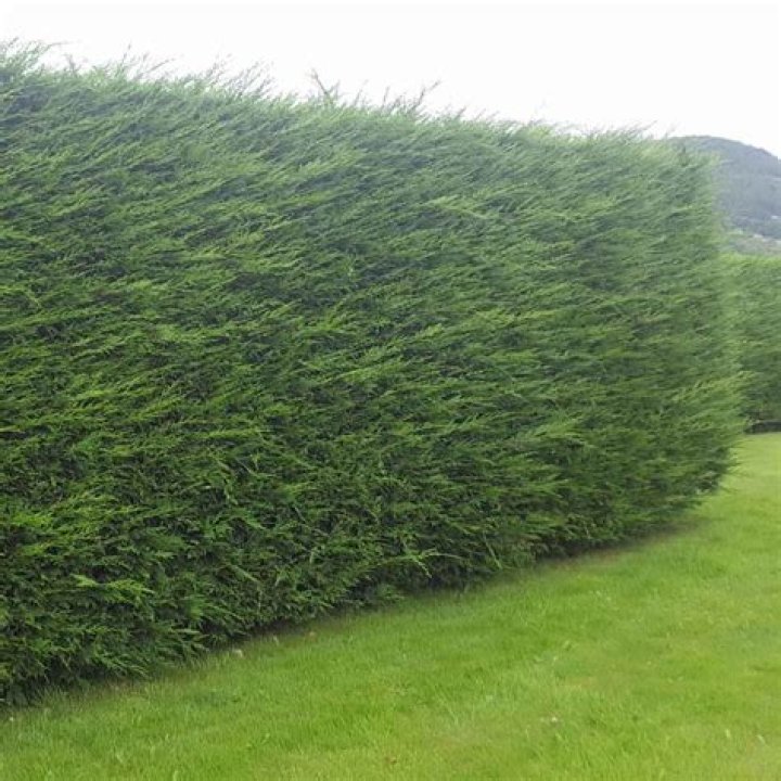 How high can you legally grow leylandii?