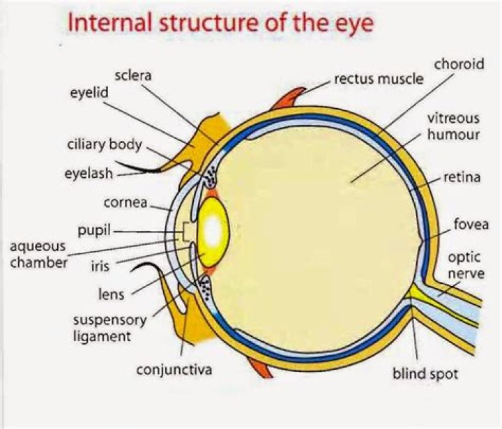 How is an image formed in the eye?