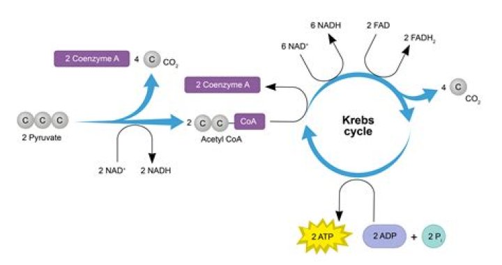 How is ATP synthesized during the Krebs cycle?