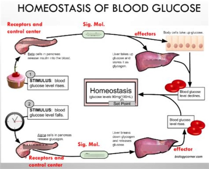 How is blood sugar level an example of homeostasis?