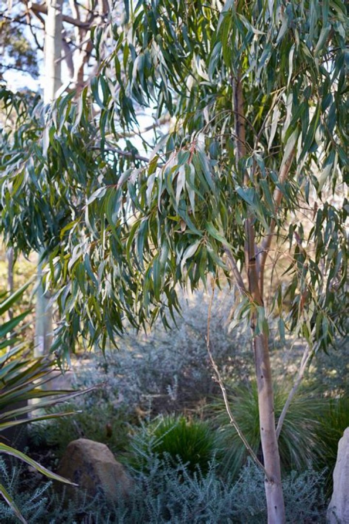 How is eucalyptus good for the environment?