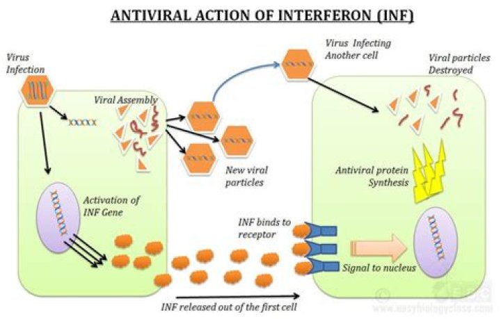 How is interferon alpha produced?