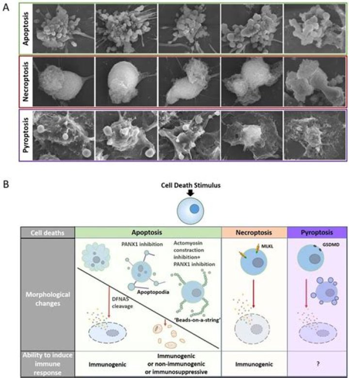 How is necroptosis different from apoptosis?