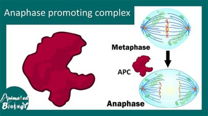 How is the anaphase-promoting complex activated?