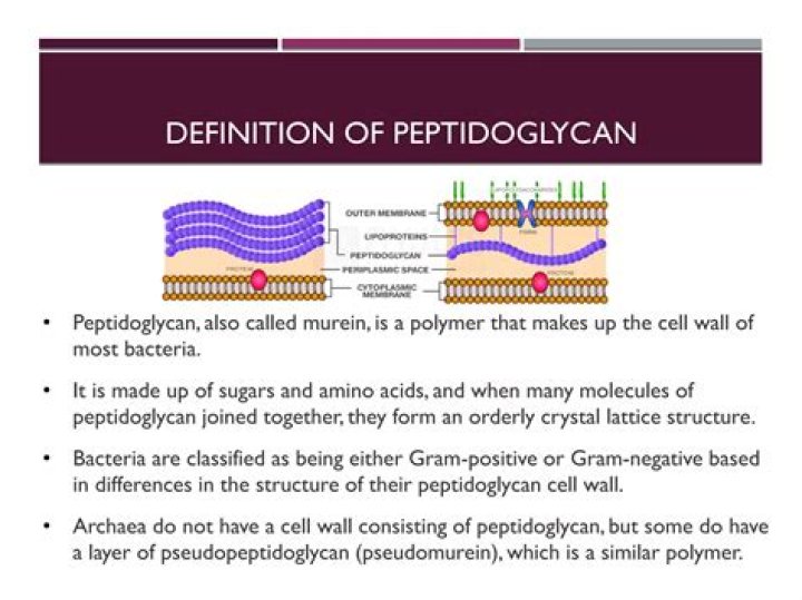 How is the biosynthesis of cell wall peptidoglycan?