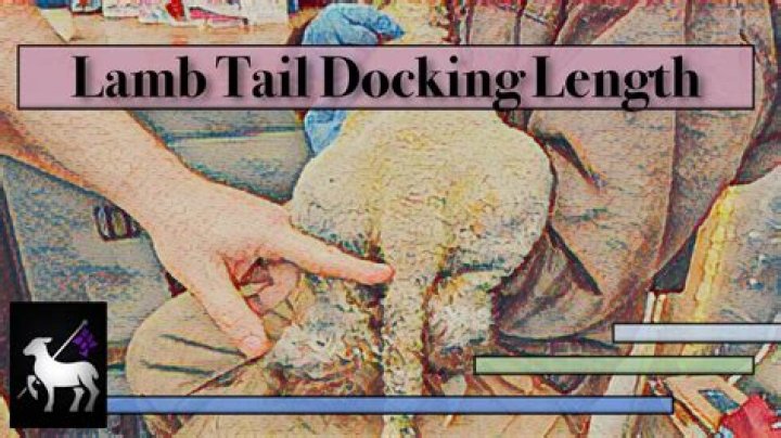 How late can you ring lambs tails?