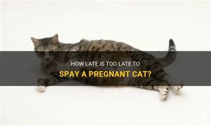 How late can you spay a cat?